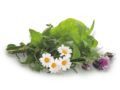 Βότανα & Αρωματικά φυτά